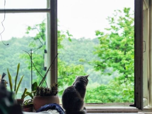 猫のスピリチュアルメッセージ