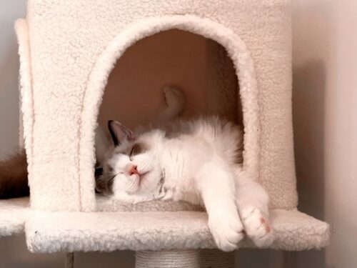 猫が来る場所別スピリチュアルな意味