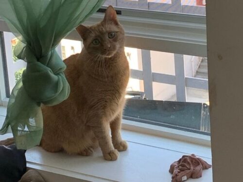 猫の家出のスピリチュアルな意味