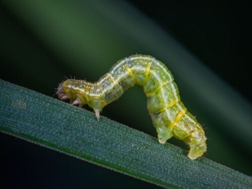 芋虫の夢が伝えるスピリチュアルなサイン