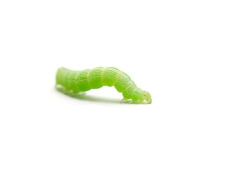 芋虫(イモムシ)のスピリチュアルな意味と象徴
