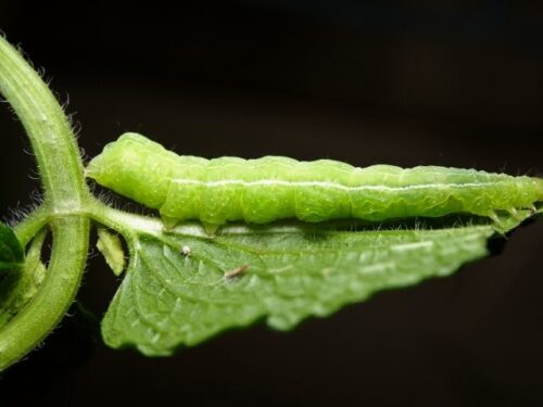 芋虫(イモムシ)が現れる場所別スピリチュアル