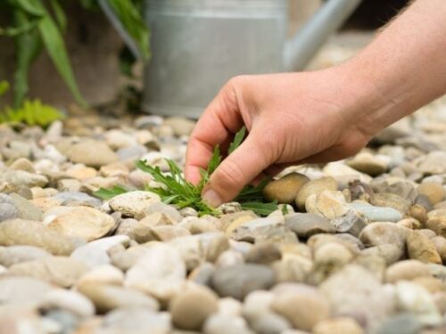 雑草が生える場所別スピリチュアルな意味